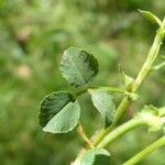 Medicago suffruticosa leaf picture by Llandrich anna (cc-by-sa)