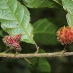 Sloanea brenesii fruit picture by Nelson Zamora Villalobos (cc-by-nc)