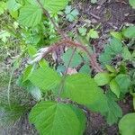 Rubus phoenicolasius leaf picture by B-Ray (cc-by-sa)