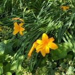 Hemerocallis lilioasphodelus habit picture by Jacques Zuber (cc-by-sa)