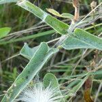 Oxypetalum solanoides leaf picture by Muzzachiodi Norberto (cc-by-sa)