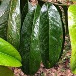 Garcinia atroviridis leaf picture by Pierre Bonnet (cc-by-sa)