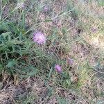 Centaurea aspera habit picture by K Ananas (cc-by-sa)