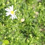 Felicia filifolia flower picture by Maarten Vanhove (cc-by-sa)