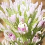 Castilleja nana flower picture by Susan Haverstick (cc-by-sa)