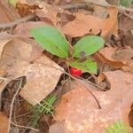 Gaultheria procumbens fruit picture by Courtney H (cc-by-sa)