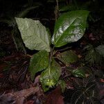 Pavonia peruviana flower picture by Nelson Zamora Villalobos (cc-by-nc)