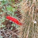 Cleistocactus baumannii flower picture by Trap Hers (cc-by-sa)