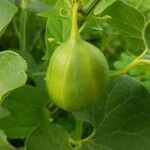 Aristolochia clematitis fruit picture by Jean-Jacques Brunet (cc-by-sa)