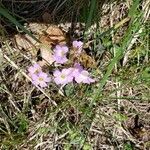 Oxalis violacea flower picture by Larry DeBoer (cc-by-sa)