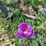 Crocus nudiflorus flower picture by Hugo SARRAUT (cc-by-sa)