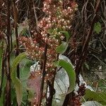 Rumex rupestris flower picture by Alain Lagrave (cc-by-sa)