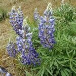 Lupinus sulphureus flower picture by Ethan Greer (cc-by-sa)