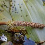 Potamogeton natans flower picture by Sylvain Piry (cc-by-sa)