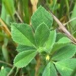 Medicago rigidula leaf picture by bas yves (cc-by-sa)