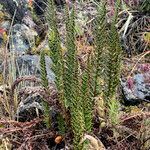 Polystichum orbiculatum habit picture by Fabien Anthelme (cc-by-sa)