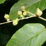 Croton billbergianus fruit picture by Nelson Zamora Villalobos (cc-by-nc)