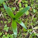 Scilla latifolia leaf picture by Pascal DUPUIS (cc-by-sa)