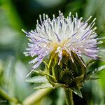 Carthamus dianius flower picture by Manuel Hernández (cc-by-sa)