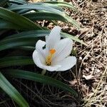 Crocus vernus flower picture by cinzia mosci (cc-by-sa)