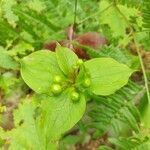 Medeola virginiana fruit picture by SplorinGord (cc-by-sa)