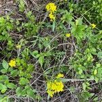 Rorippa amphibia habit picture by Jacques Zuber (cc-by-sa)