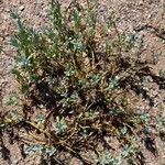 Heliotropium veronicifolium habit picture by Trap Hers (cc-by-sa)