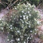 Echinophora spinosa habit picture by Francois Mansour (cc-by-sa)