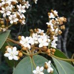 Nectandra oppositifolia flower picture by Renato Lima (cc-by-nc-sa)