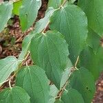 Philadelphus lewisii leaf picture by Veronique Boulanger (cc-by-sa)