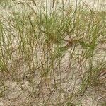 Festuca juncifolia habit picture by Marijk Hoed (cc-by-sa)