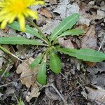 Taraxacum mediterraneum leaf picture by Catherine Perret (cc-by-sa)