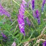 Vicia villosa flower picture by Alainzz Bee (cc-by-sa)