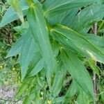 Digitalis lutea leaf picture by Véronique (cc-by-sa)