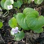 Viola palustris habit picture by Kate Senatskaya (cc-by-sa)