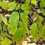 Actaea racemosa leaf picture by Lynn Terrell-Stone (cc-by-sa)