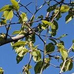 Ulmus laevis leaf picture by Sabina Hartmann (cc-by-sa)