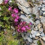 Pedicularis kerneri habit picture by Francois Mansour (cc-by-sa)