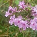 Phlox pilosa flower picture by Joe Joe Brez (cc-by-sa)