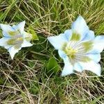 Gentiana acaulis flower picture by Aurore Garnavault Blanchard (cc-by-sa)