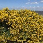 Coronilla minima habit picture by WillBe (cc-by-sa)