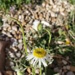 Erigeron neomexicanus flower picture by Bengingy Bengingy (cc-by-sa)