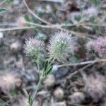 Trifolium arvense fruit picture by Fernandez Cusachs Marc (cc-by-sa)