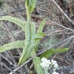 Pseudognaphalium californicum leaf picture by David David shields (cc-by-sa)