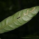 Eschweilera micrantha leaf picture by Jean-François Molino (cc-by-sa)