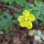 Aureolaria flava flower picture by valerie collins (cc-by-sa)