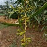 Acacia retinodes fruit picture by Vilardell Albert (cc-by-sa)