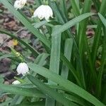 Leucojum aestivum habit picture by Marie AURIEMMA (cc-by-sa)