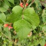 Phaseolus coccineus leaf picture by Mike Fly (cc-by-sa)