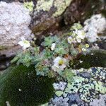 Draba dubia habit picture by Fabien Anthelme (cc-by-sa)